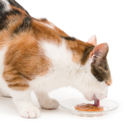 Ultimate Guide to Healthy Snacks for Cats: Catit Creamy Treats