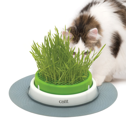 All About Cat Grass: Benefits, Safety, and Growing Tips
