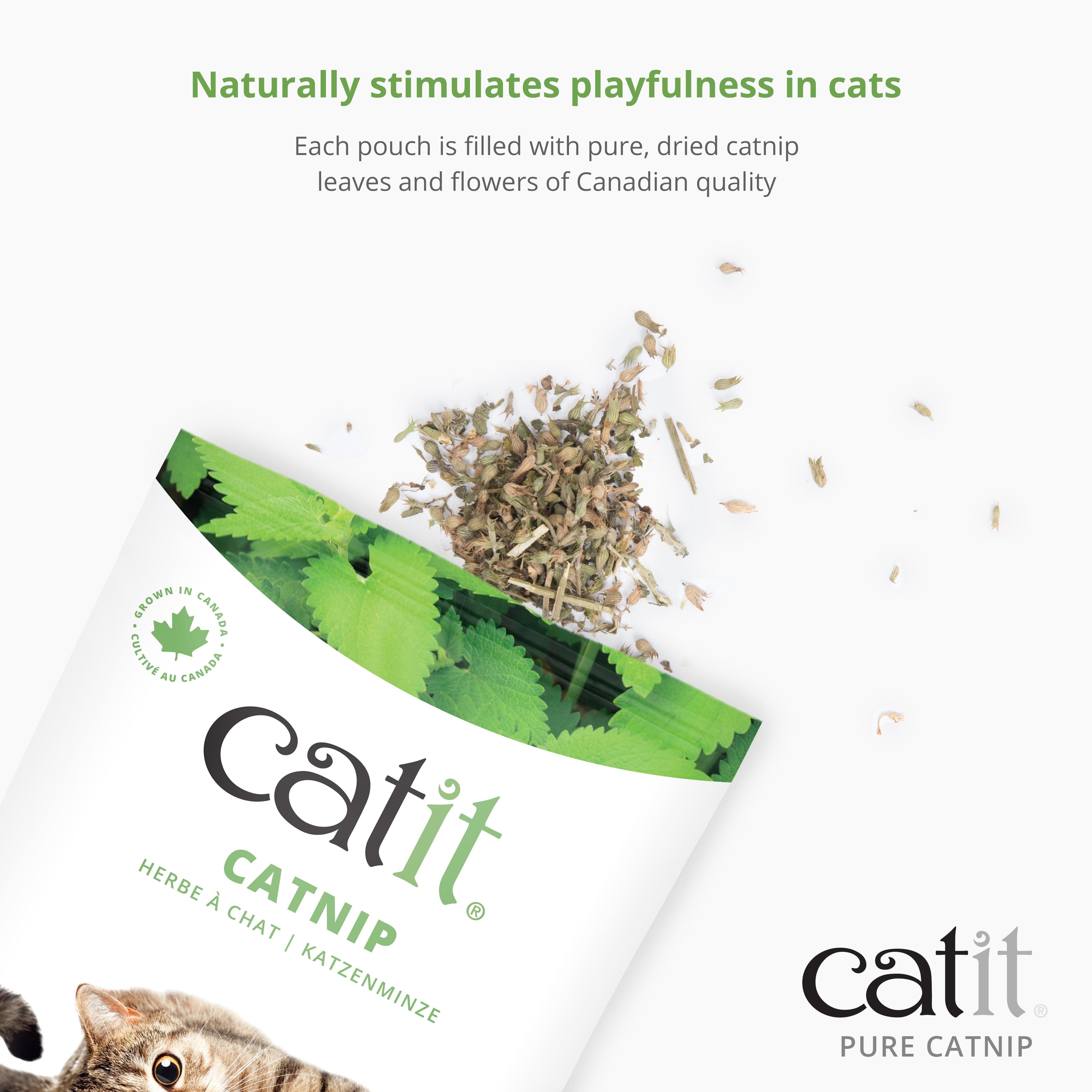 Catit Catnip 0.5 oz